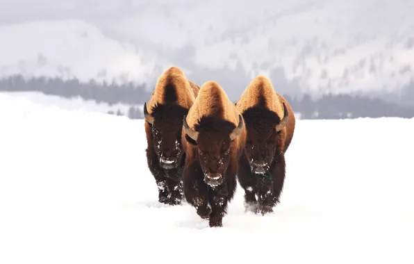 Picture winter, animals, snow, three, bull, Buffalo, bison