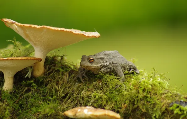 Nature, mushrooms, frog