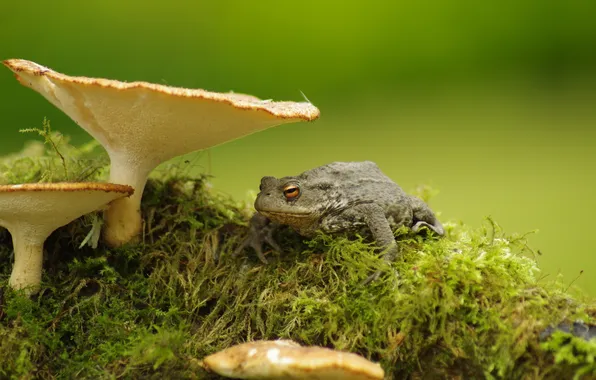 Picture nature, mushrooms, frog