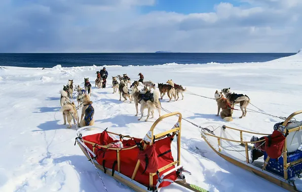 Picture winter, dogs, snow, Malamute