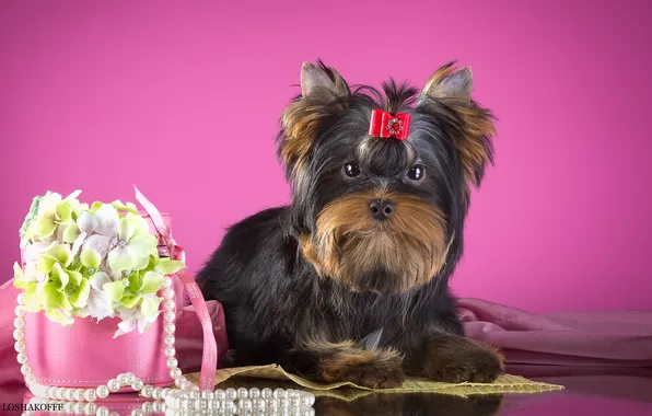 Flowers, necklace, bow, Yorkshire Terrier