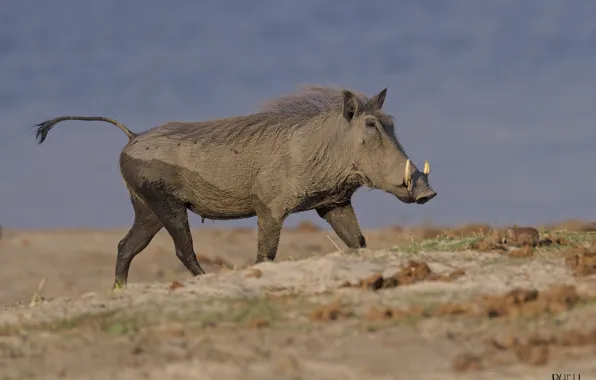 Nature, boar, DUELL ©