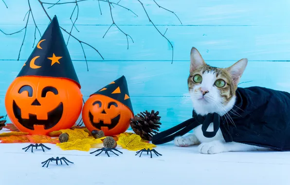 Autumn, cat, cat, look, pose, pumpkin, pumpkin, Halloween