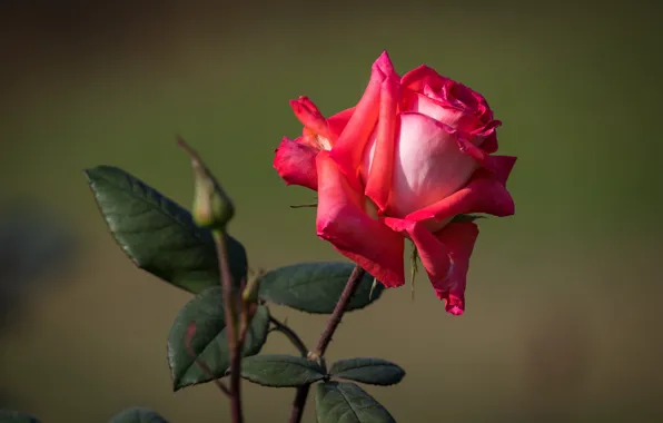 Picture leaves, the dark background, red rose