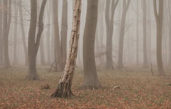 Picture trees, fog, Forest