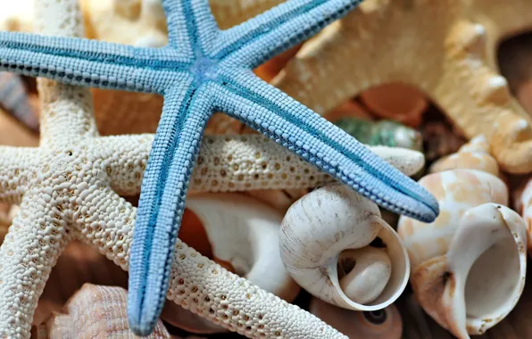 Macro, shell, starfish