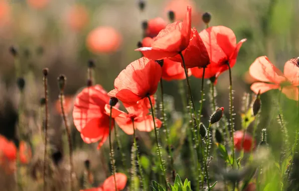 Summer, light, flowers, red, background, Mac, Maki, bokeh
