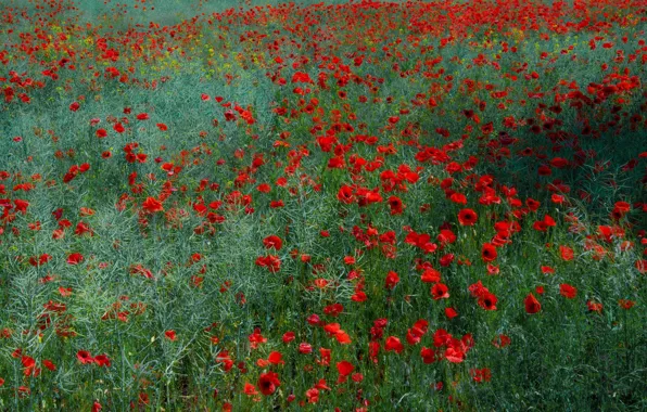 Picture greens, field, summer, grass, flowers, red, glade, Mac