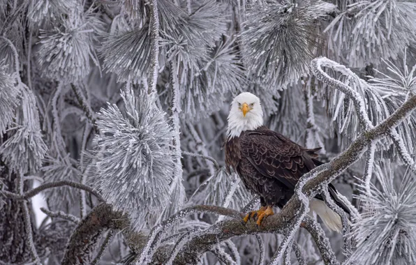 Winter, frost, look, snow, branches, nature, tree, bird