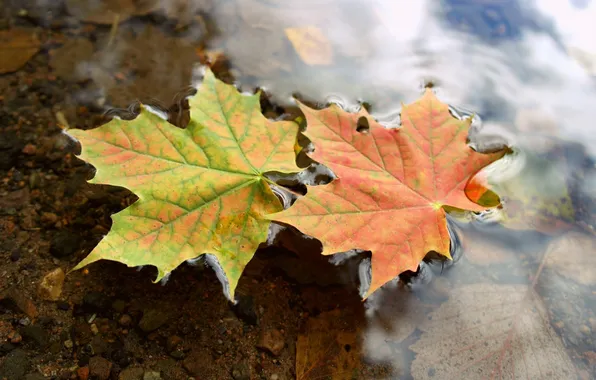Autumn, leaves, water, macro, maple, water, autumn, leaves