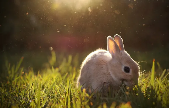 Light, nature, rabbit