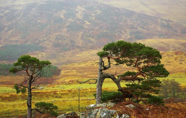 Grass, trees, landscape, mountains, branches, nature, stones