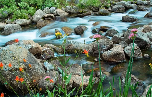 Picture grass, flowers, river, stream, stones, stream