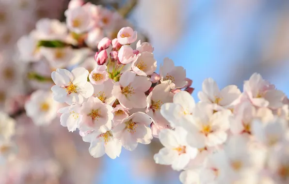 Picture flowers, nature, cherry, branch, spring, petals, Sakura