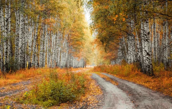 Road, autumn, forest, trees, branch, foliage, beauty, birch