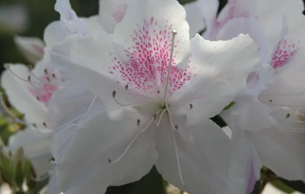 Flower, hana, azalea, by ho4hoj, white azalea