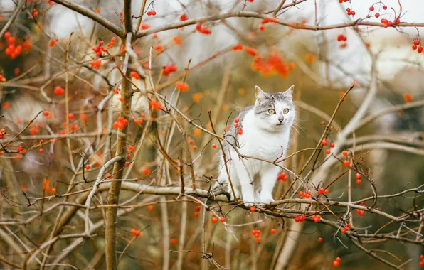 Cat, cat, branches, Kalina