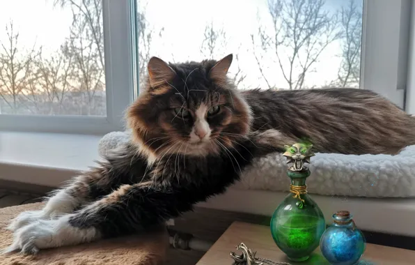 Cat, cat, paws, window, bottles, on the windowsill, cat