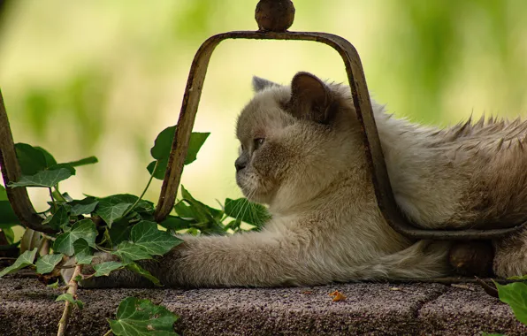 Cat, cat, leaves, metal, grey, background, design, the fence