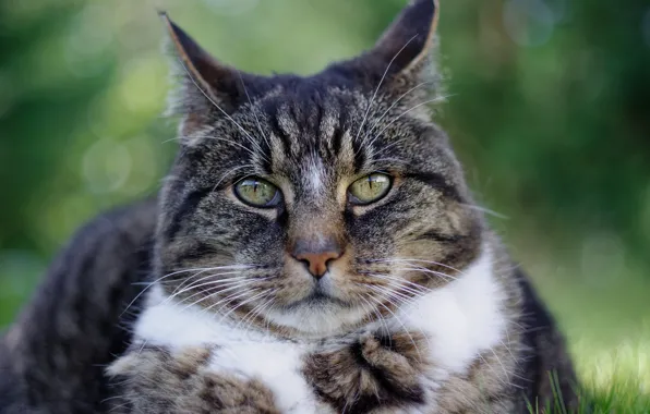 Picture cat, cat, look, face, grey, background, portrait, striped