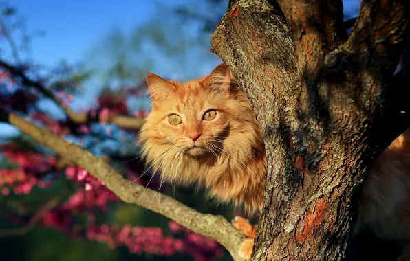 Cat, look, red, muzzle, on the tree