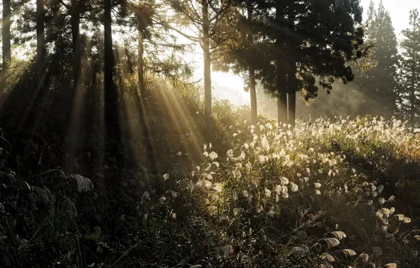 Picture forest, light, nature, morning