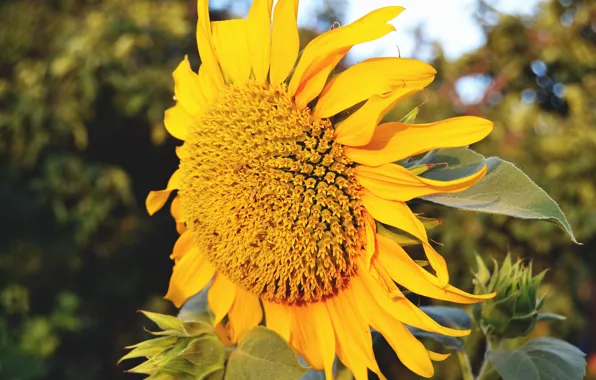 Flower, summer, macro, bright, sunflower, petals