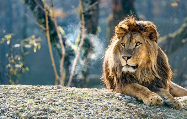 Look, face, light, trees, branches, nature, pose, pebbles