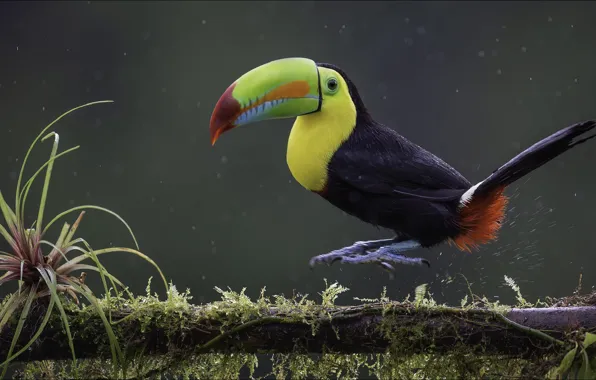 Nature, jump, bird, branch, Toucan, animals, nature, bird