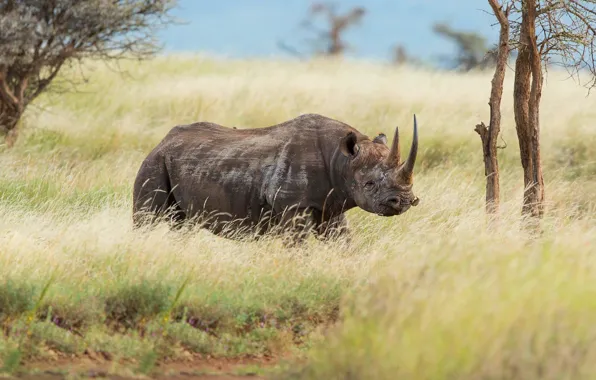 Field, grass, trees, Savannah, Africa, Rhino