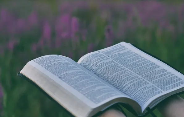 Picture field, grass, landscape, flowers, nature, plants, book