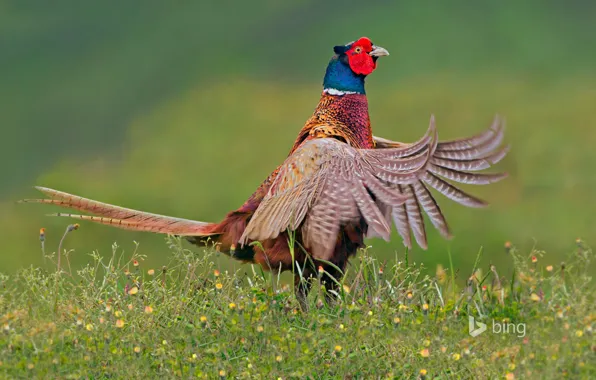 Picture bird, feathers, tail, Netherlands, pheasant, Texel