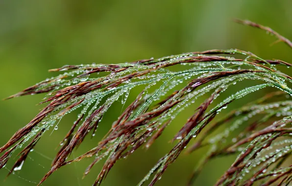 Grass, drops, nature, background, plant, Rosa, green