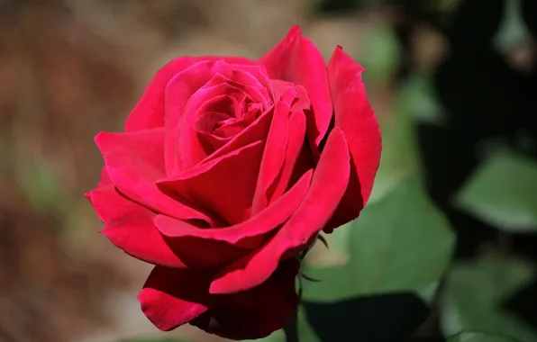 Picture macro, rose, Bud