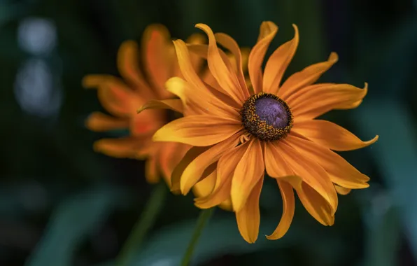 Macro, flowers, the dark background, petals, orange, rudbeckia