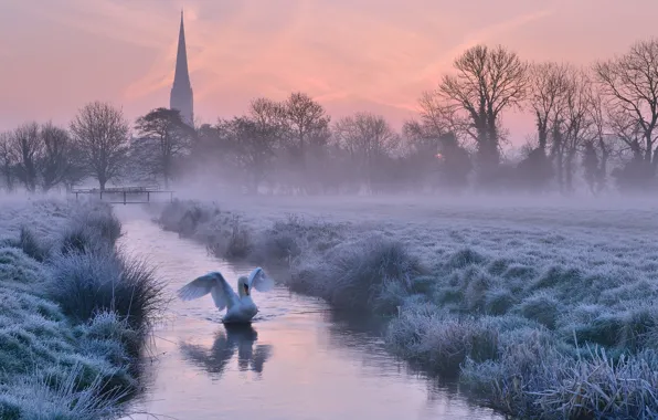 Picture winter, frost, the sky, trees, sunset, fog, river, bird