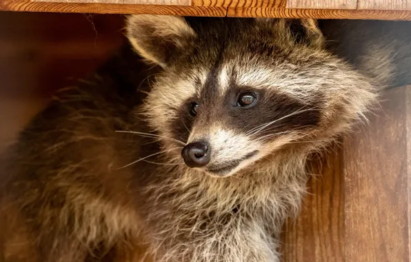 Picture look, face, pose, background, Board, portrait, raccoon, view