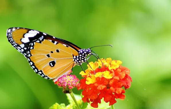Flower, pattern, butterfly, plant, wings, insect