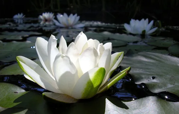 Picture swamp, White, Lily