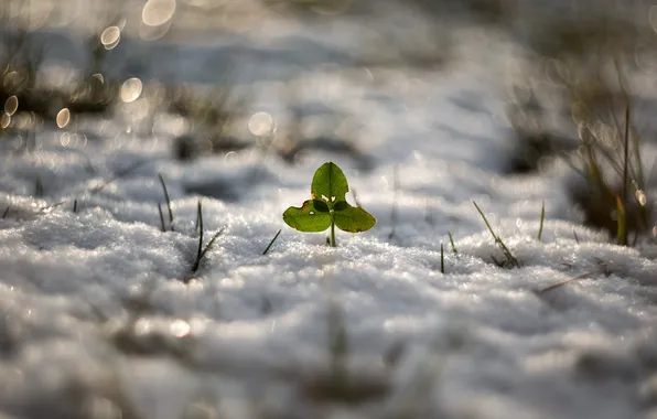 Picture winter, snow, nature, Good luck Greenpeace