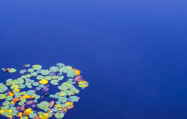 Picture leaves, nature, lake