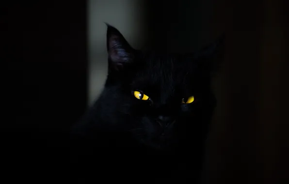 Picture dark, animals, eyes, cat, cats, look, yellow eyes, spooky