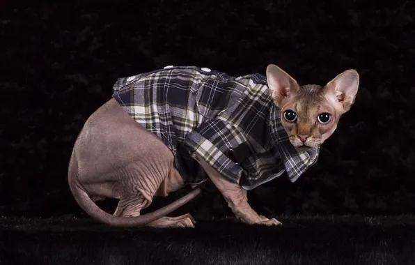 Cat, cat, look, pose, the dark background, clothing, muzzle, fur