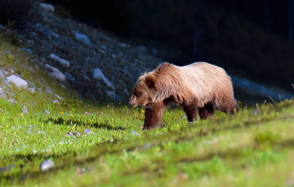 Forest, grass, nature, pose, the dark background, slope, bear, walk