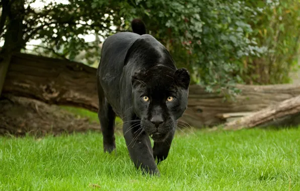 Panther, black, in the summer, beautiful)