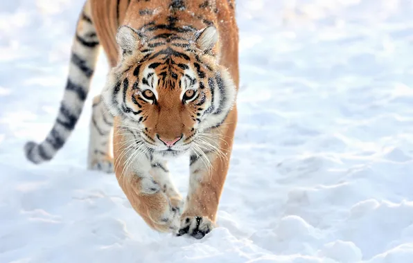Picture wallpaper, big, tiger, cat, background, predator, blur, bokeh