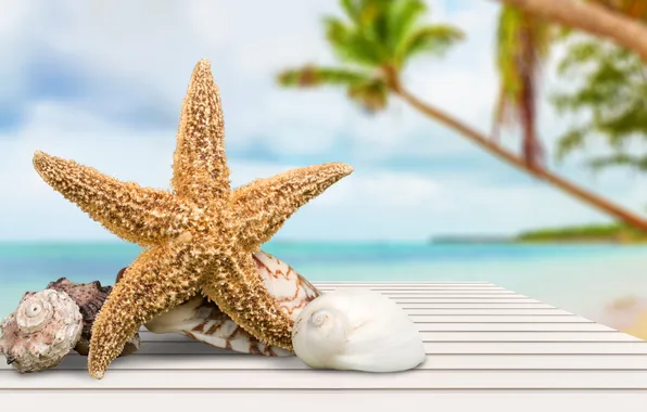 Beach, summer, stars, shell, summer, beach, stars, vacation
