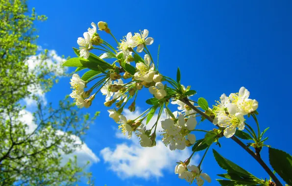 Picture cherry, branch, spring, flowering, blossom