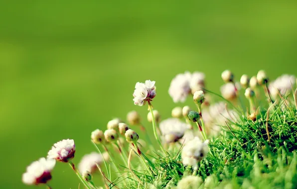 Picture green, flowers, macro, Anglesey