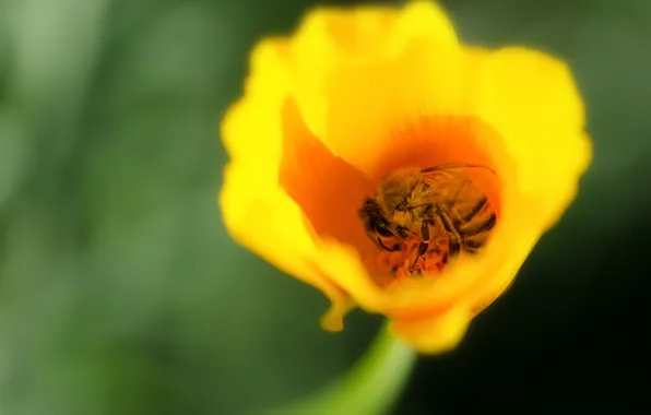 Flower, bee, petals, insect